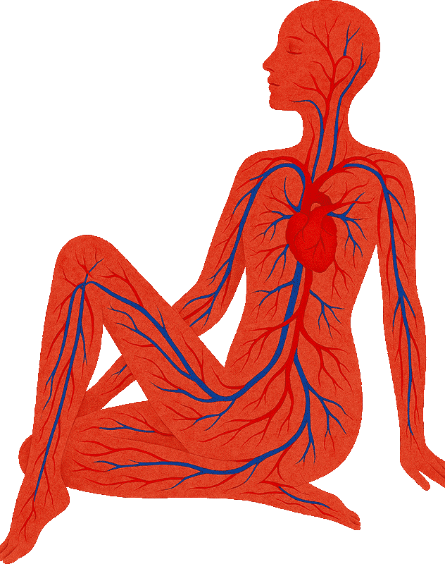 Sistema circulatorio